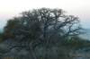 botswana_2005_027_small.jpg