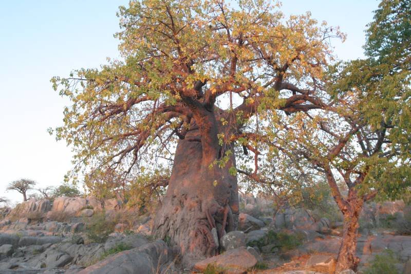 botswana_2005_039.jpg