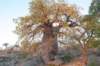 botswana_2005_039_small.jpg