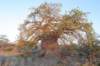 botswana_2005_040_small.jpg