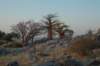 botswana_2005_044_small.jpg