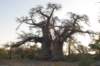 botswana_2005_060_small.jpg