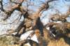 botswana_2005_064_small.jpg