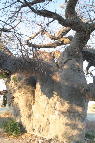 botswana_2005_065.jpg