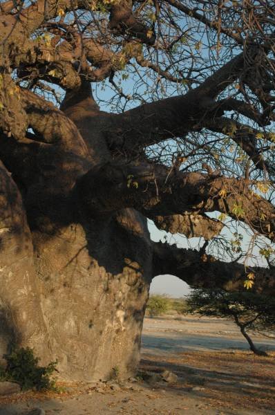 botswana_2005_069.jpg