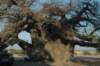 botswana_2005_071_small.jpg