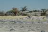 botswana_2005_075_small.jpg