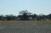 botswana_2005_115_small.jpg
